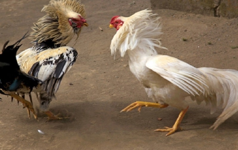 Đặc điểm nhận diện chiến kê gà đá bo