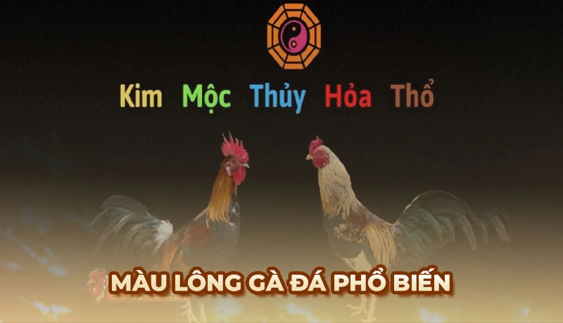 Màu lông gà đá phổ biến