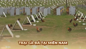 Các trại Gà Đá lớn và danh tiếng nhất tại Việt Nam năm 2025