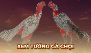 Phương pháp xem tướng Gà Chọi chuẩn của các sư kê lão làng