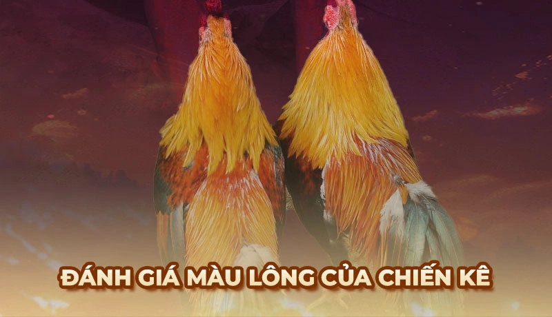 Màu lông của chiến kê thường gặp là màu điều và màu xám không bóng