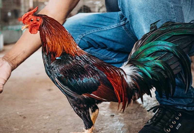 Ý nghĩa của việc chăm sóc lông gà đá