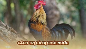 Cách trị gà bị chói nước hiệu quả từ sư kê chuyên nghiệp