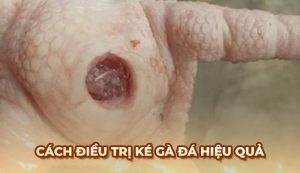Điều trị ké Gà Đá: Dấu hiệu và cách nhận biết từ Ga6789