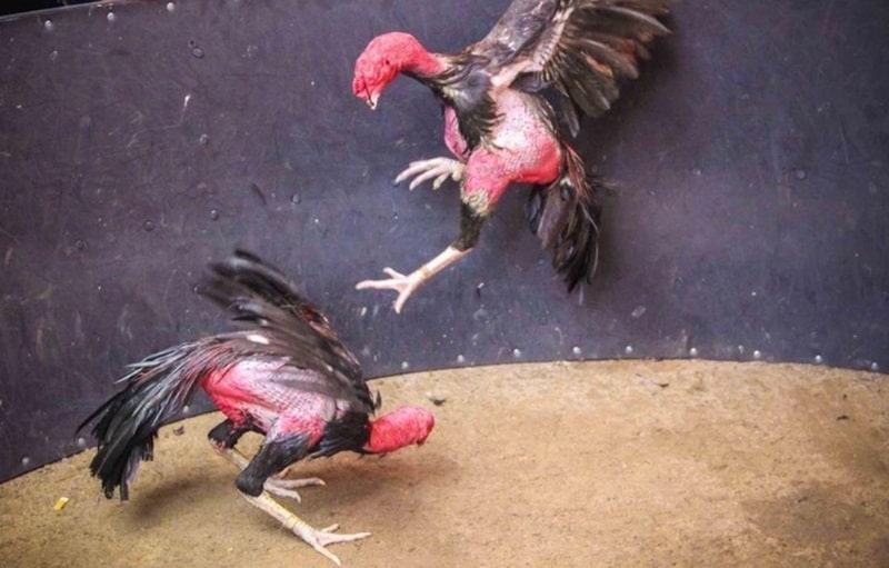 Những điều cần lưu ý khi phối trộn ngũ cốc cho gà đá đạt hiệu quả tốt nhất